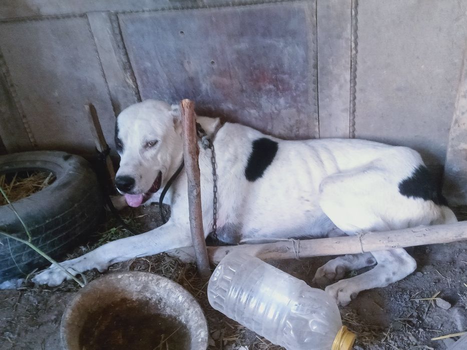 Meni. Itim. Eng. Zorlaridan