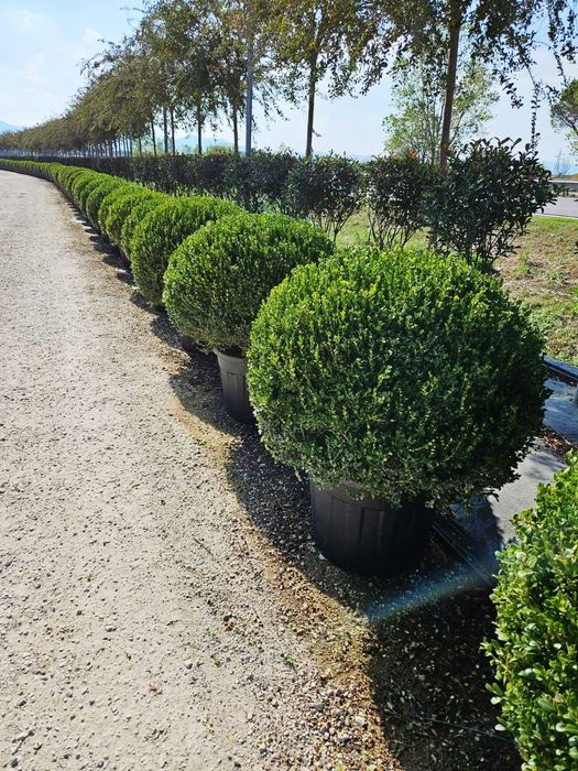 Globular Buxus la ghiveci