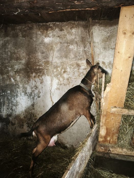 Capra și 2 ieduțe alpine de vanzare