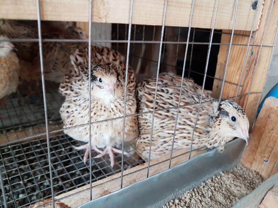 Продам перепелов (петушки)