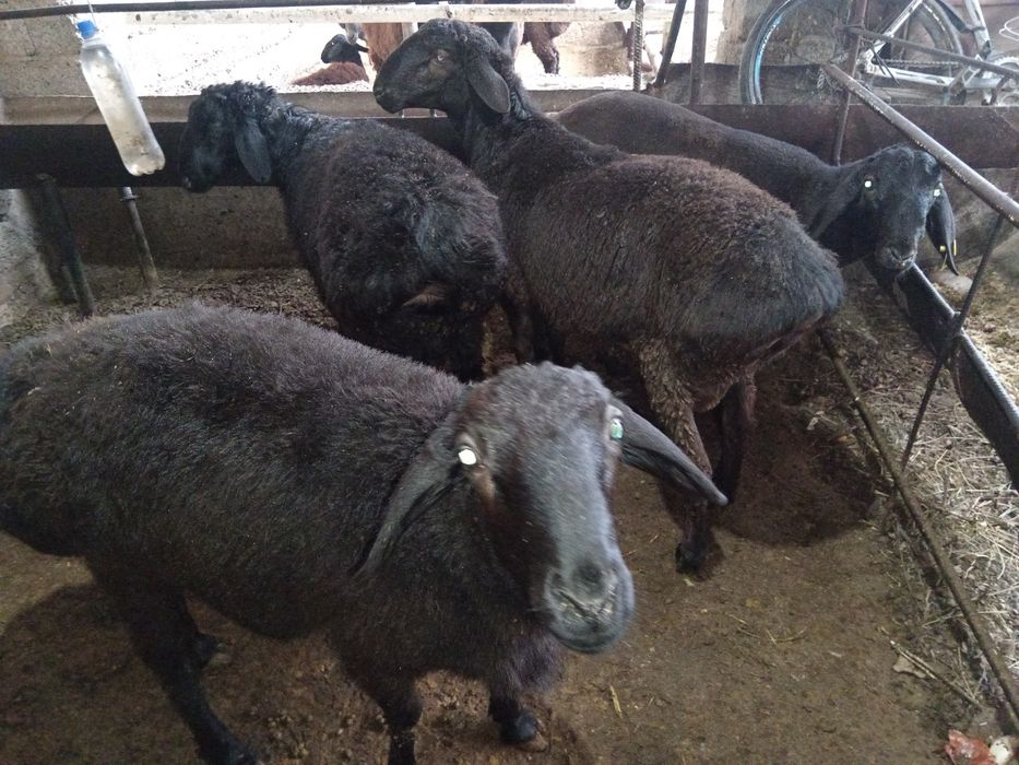 Qoshqor qoy кочкор кой куй