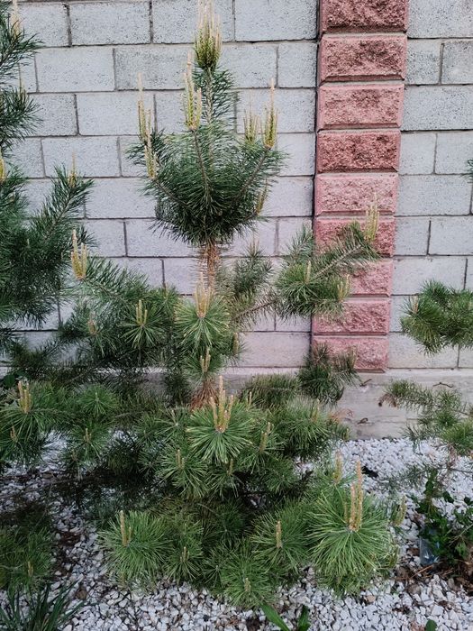 Саженцы елки срочно