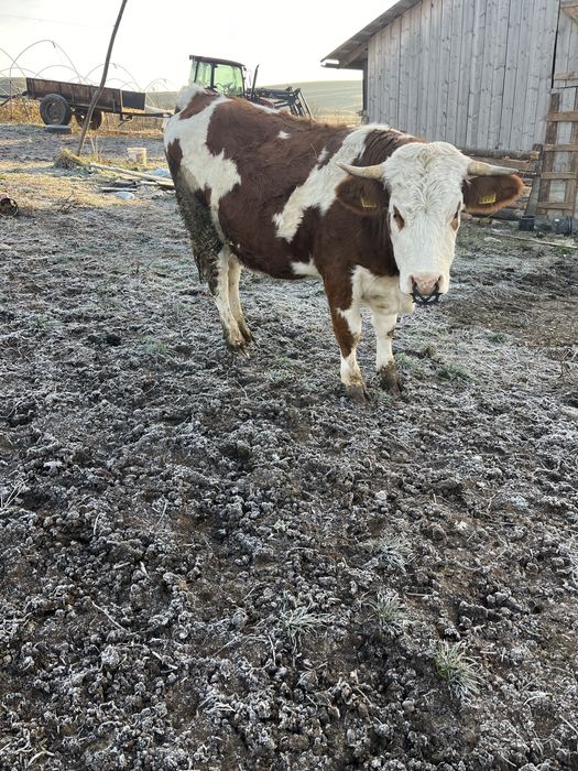 Vand 3 junici gestante