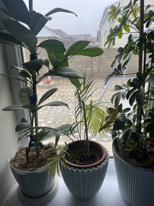 Цветы Гүлдер сатылады Шымкент