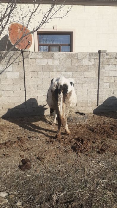 3 Бас сиыр сатылатын біреуі туған