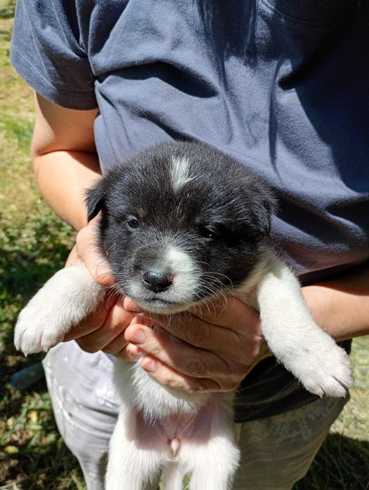 Ofer spre adoptie catei 2 luni, talie medie, oriunde in tara.
