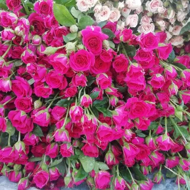 Atrgul koʻchatlar bor 75 xil turdagi