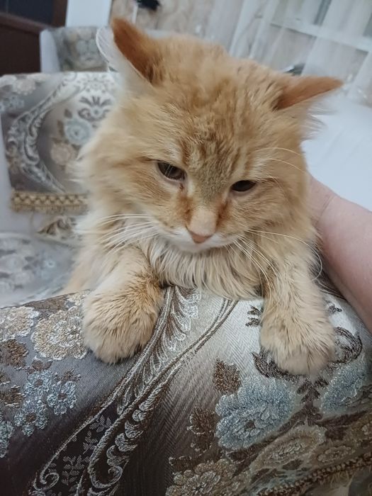 Рыжий котик,молодой.