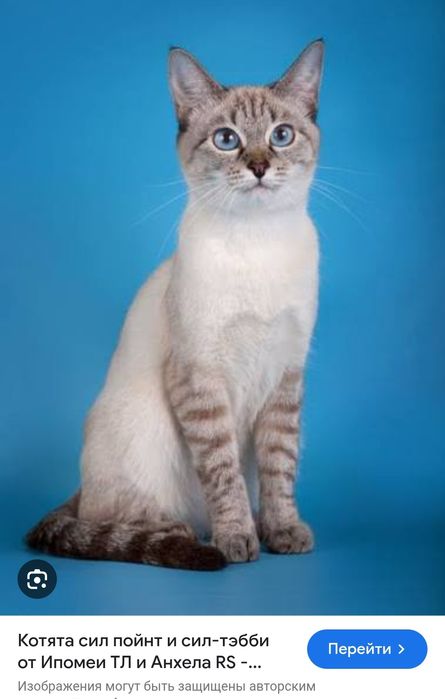 Кошка  в подарок все необходимое