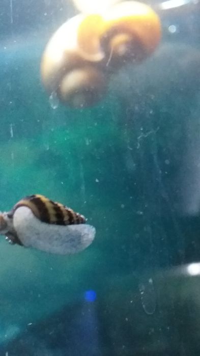 Улитки Хелена отличный помощник в аквариуме