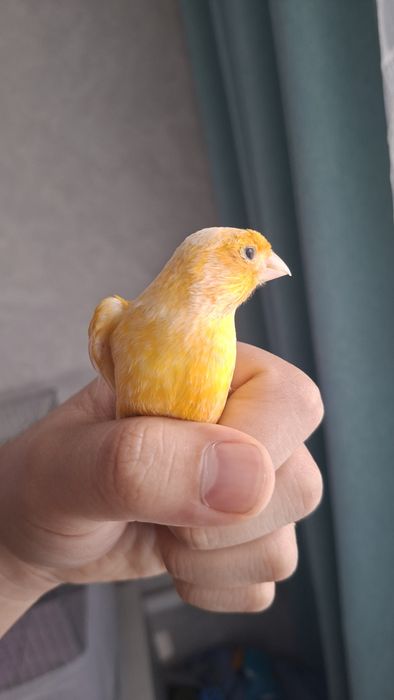 Продаю канарейку