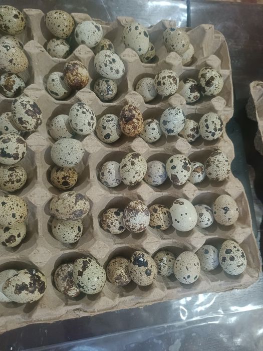 Продам яйца домашние
