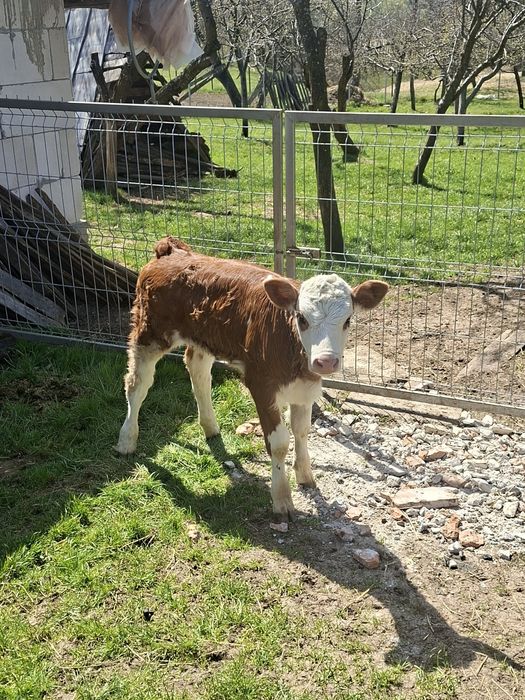 Vitea baltata 4 săptămâni