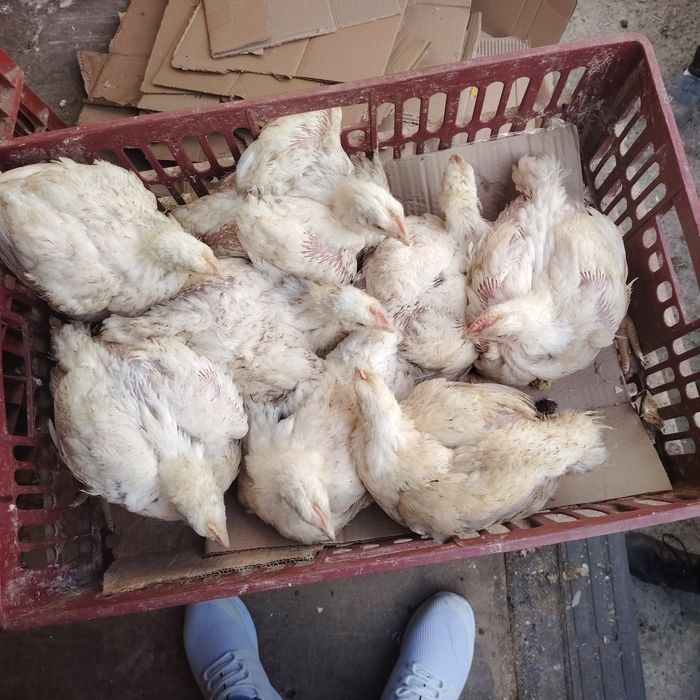 Pui alb de carne și rasa mixta