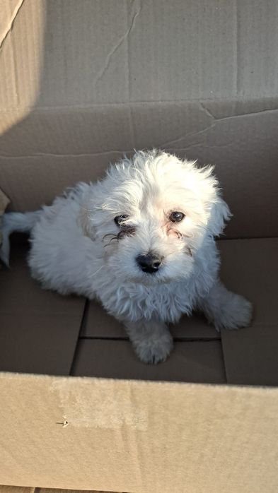 Bichon Maltez băiat