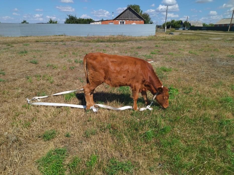 Продам телят на доращивание.