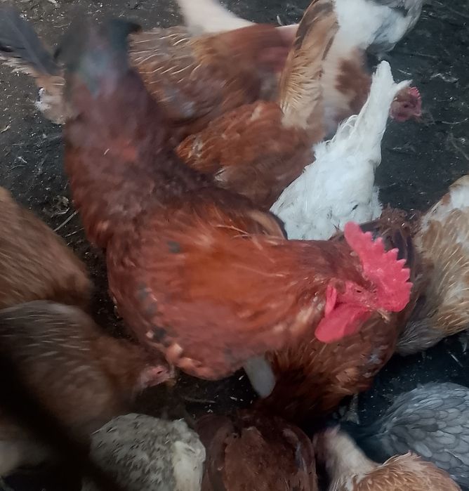 Продам петуха  очень красивый