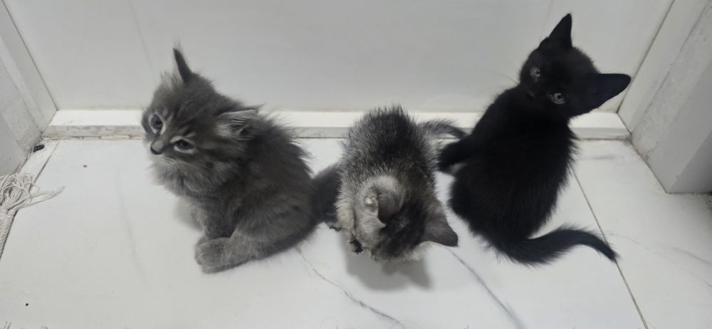 Продам котёнки 1.5 месяц