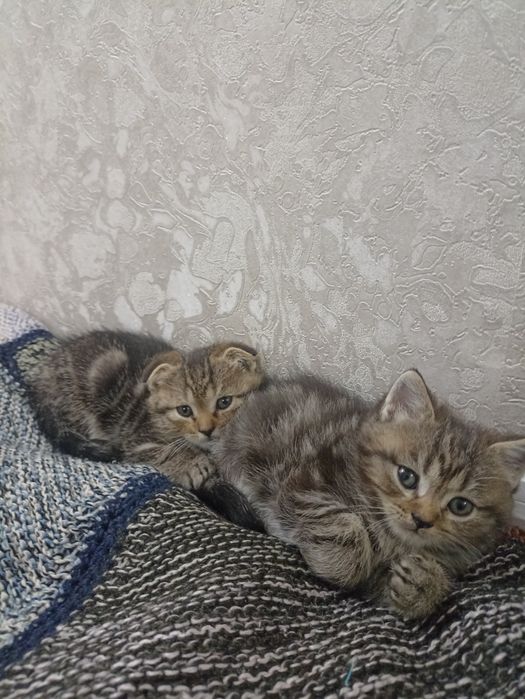 Породистые котята