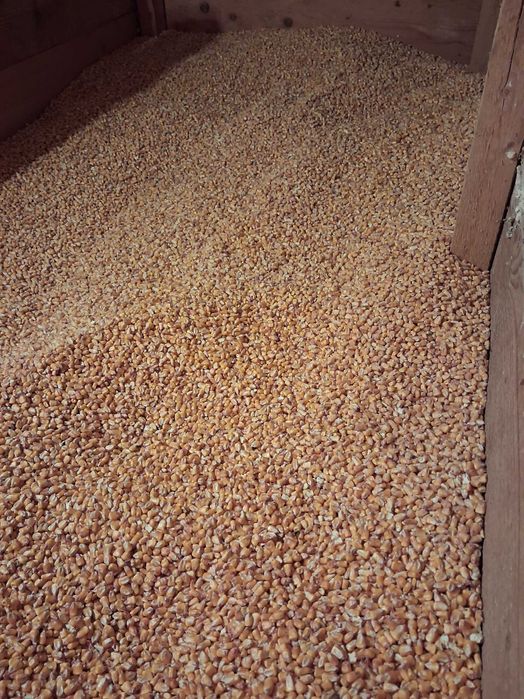 Vand porumb boabe productie 2025