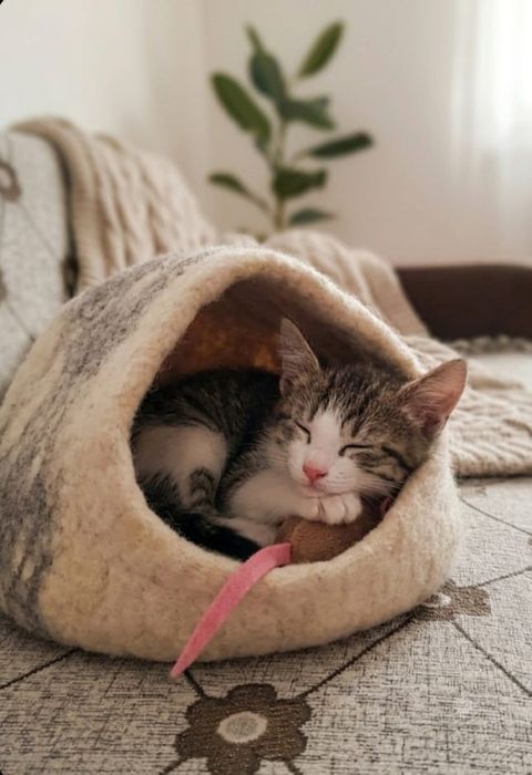 Котенок! Шустрый и игривый!