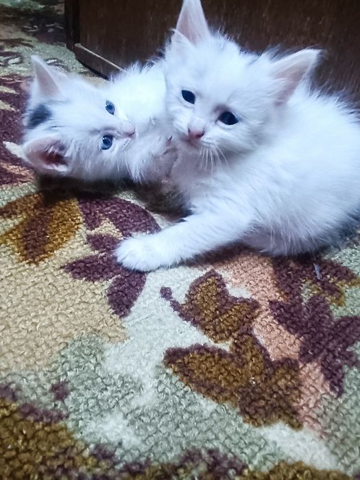 В добрые руки - три мальчика!