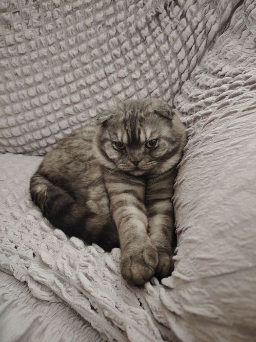 Продается кот Порода Шатланская визлаухый кот