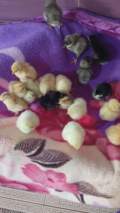 Pui brahma portelan si herminat deschis, mix brahma gaini de țară, australorp, matase japoneza