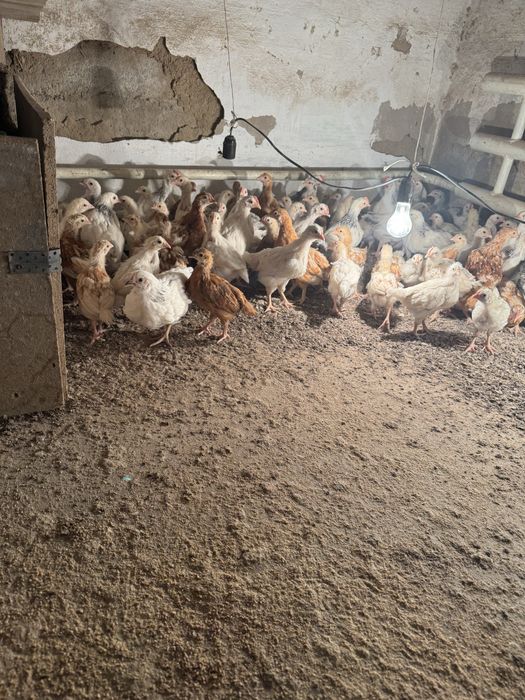 Цыпленки двух месячные