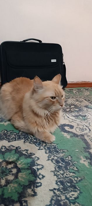 Отдам в хорошие руки