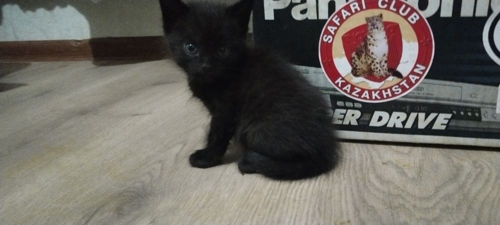 Котята.Отдам даром котят.