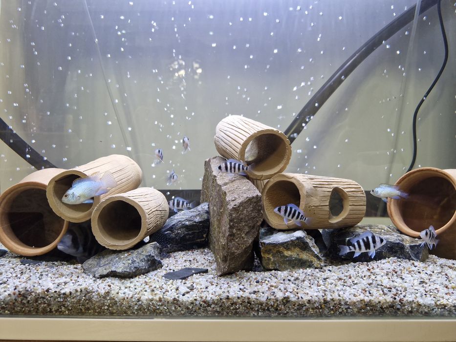 Frontoza Nort blue 4-5sm