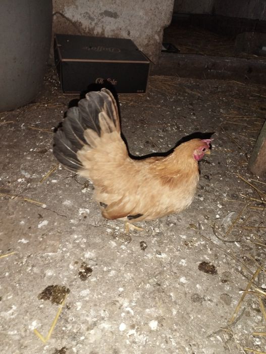 Găină Chabo Tineret