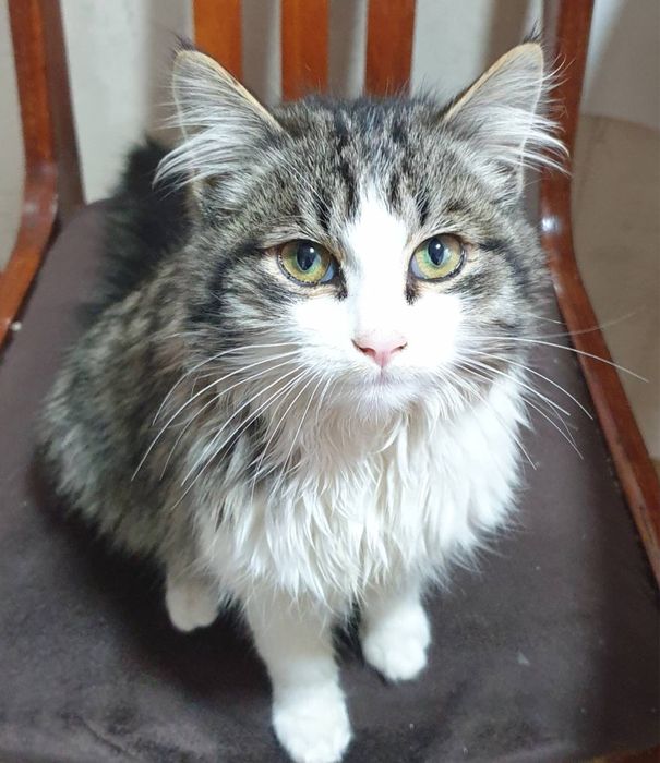 Срочно в добрые руки