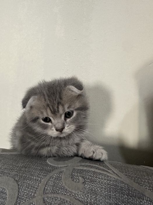 Шотландские вислоухие