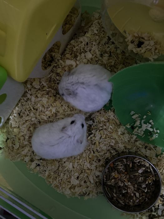 Hamsteri pitici alb si gri