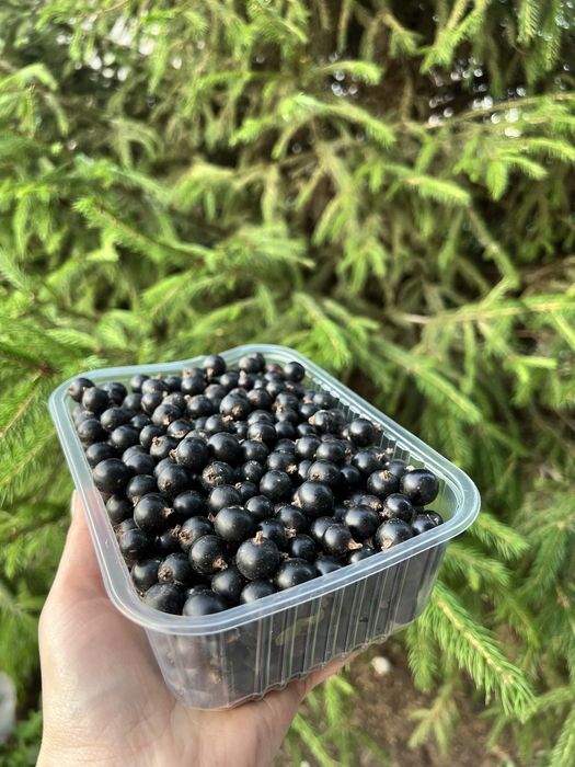 Продам садовую смородину