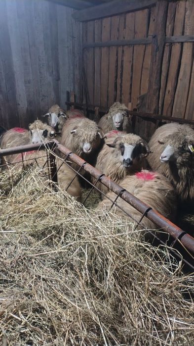 Oi  alese de vânzare