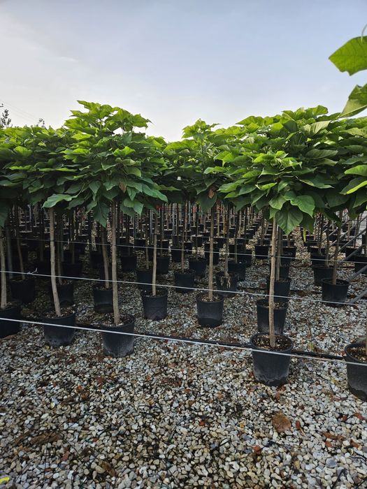 Catalpa globulară transport gratuit