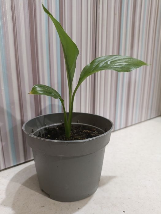 Женское счастье, спатифиллум