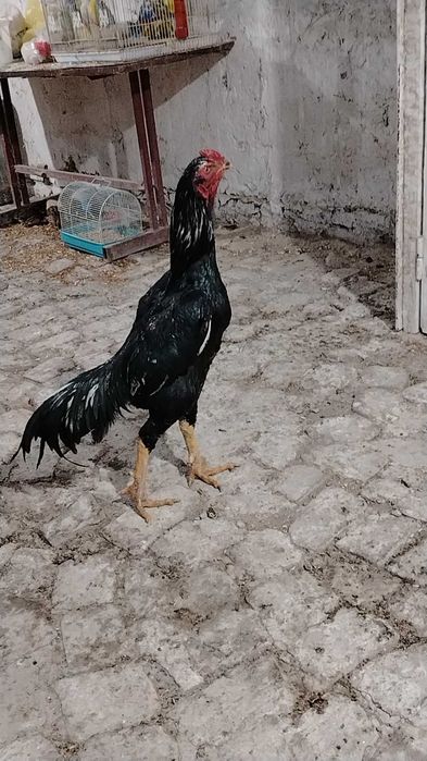 Xo'roz Dakan xoreyski