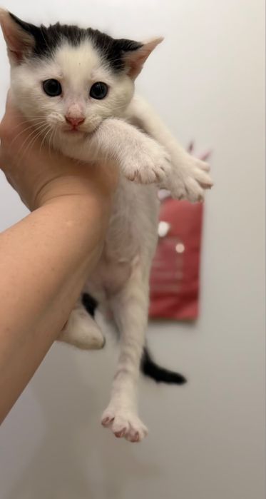 в добрые руки котята