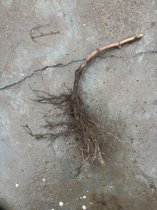 Саженцы винограда Аватар