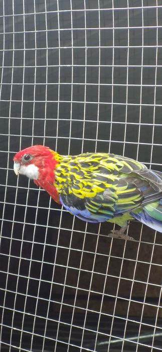 Продам  Розелл пара