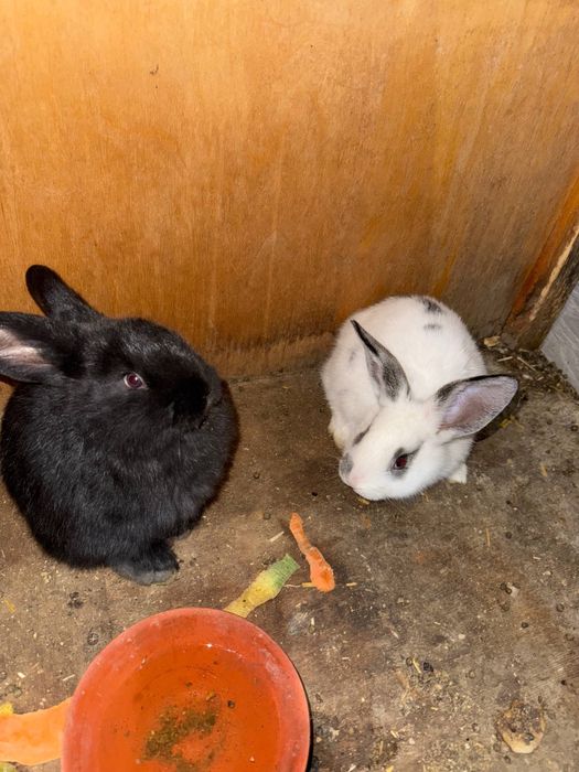 Quyonlar sotiladi кролик