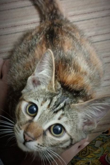 Trans videolarni onlayn tomosha qiling