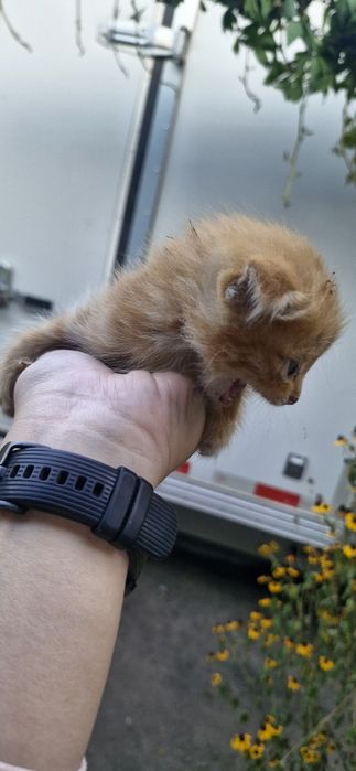 Отдам котят в хорошие руки