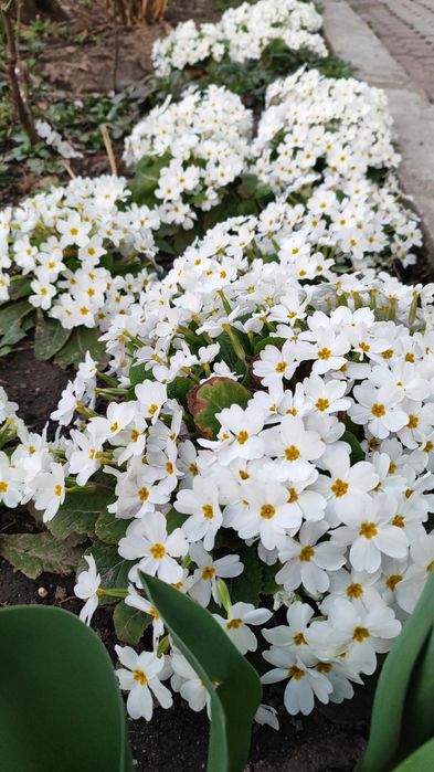 Примула.                     .