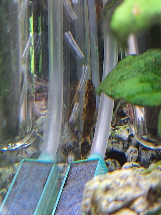 Сомче - Анциструс