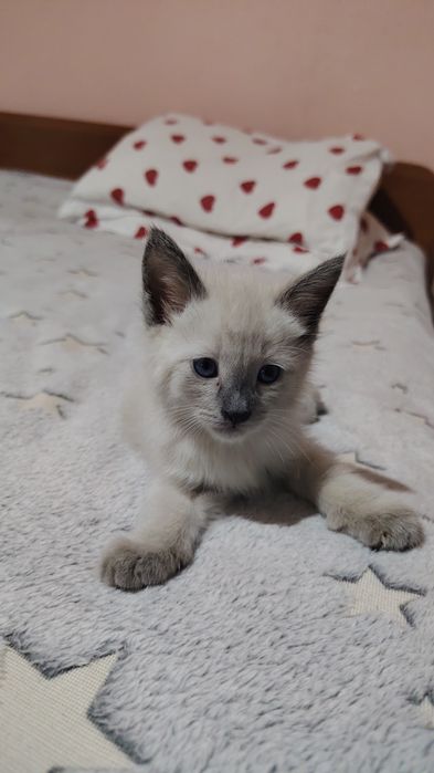 Отдам котят бесплатно